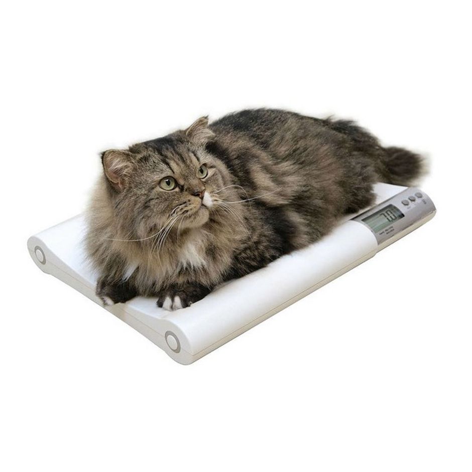 Digital Weigh Scales